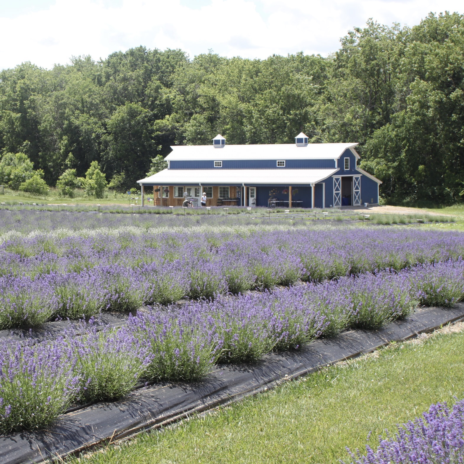 Battlefield Lavender Professional Photography Pass 2025