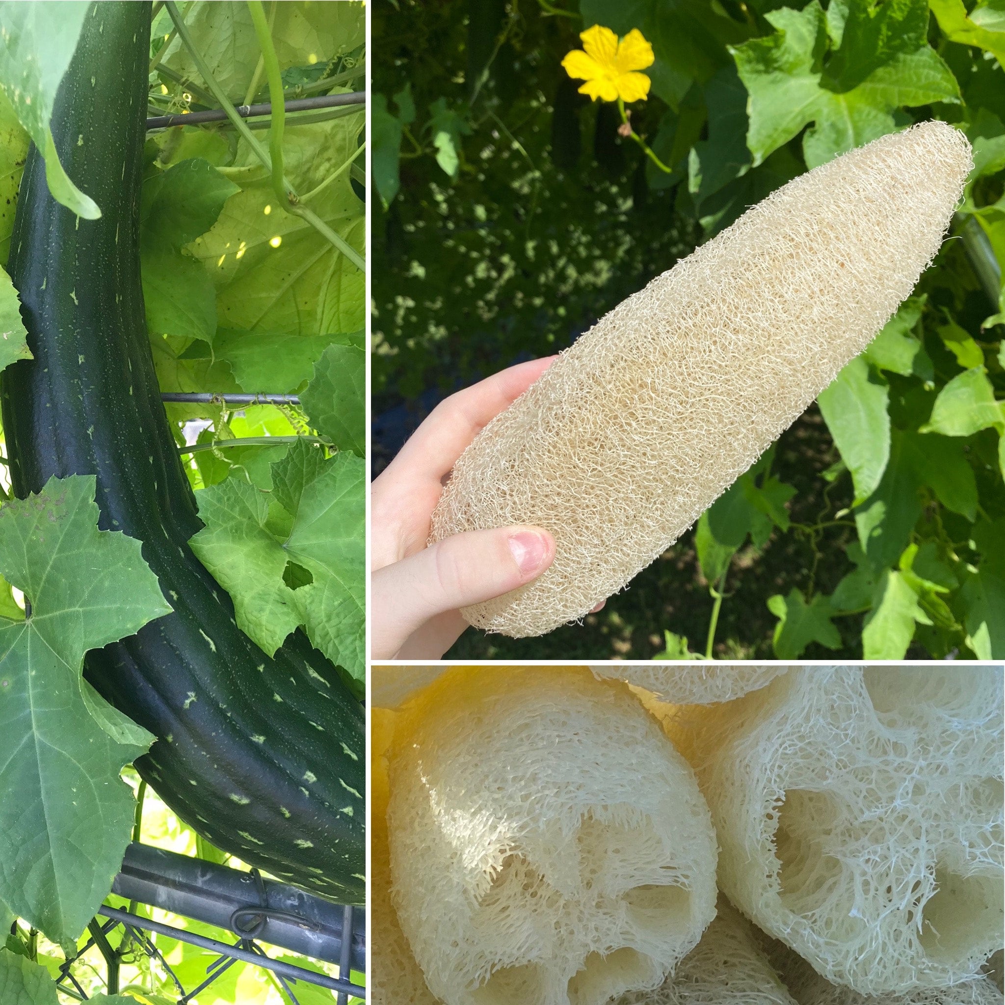 Natural Luffa Sponge (various sizes)