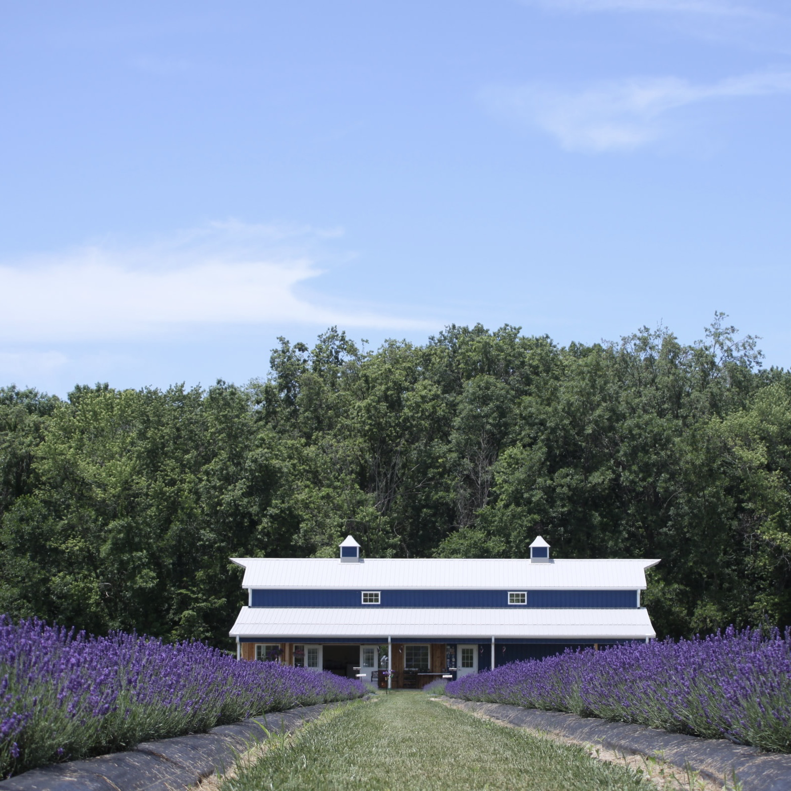 Battlefield Lavender Professional Photography Pass 2025
