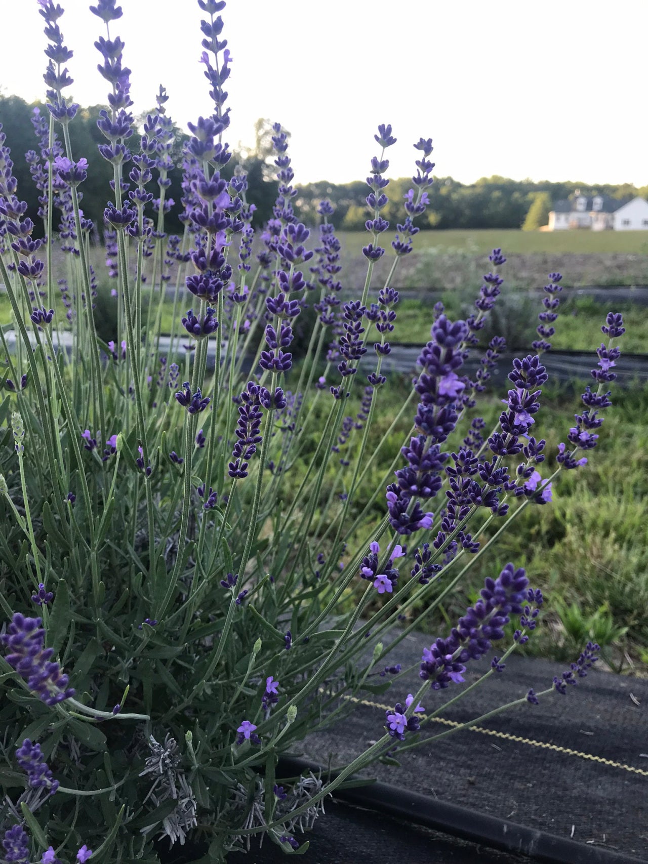 Dried Mixed Lavender Bunch - Set of 2